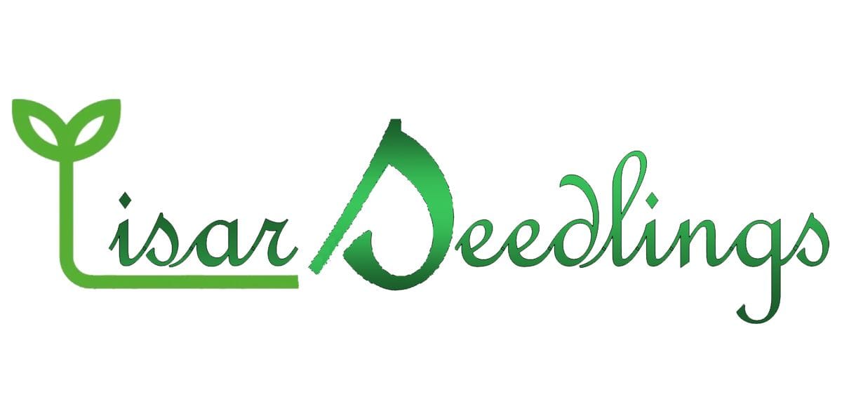 Lisar Seedlings shpk logo