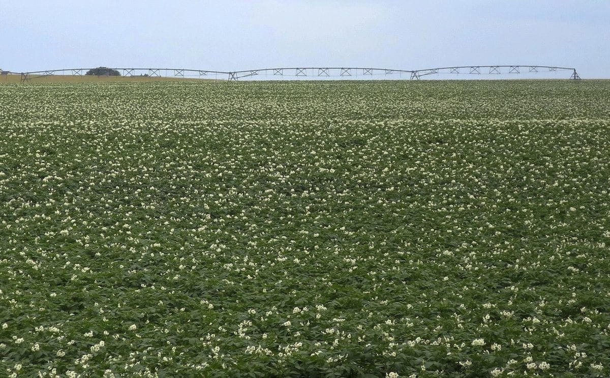 Maine potato field