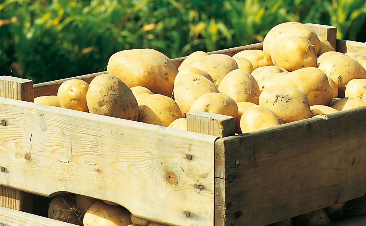 Crate with potatoes