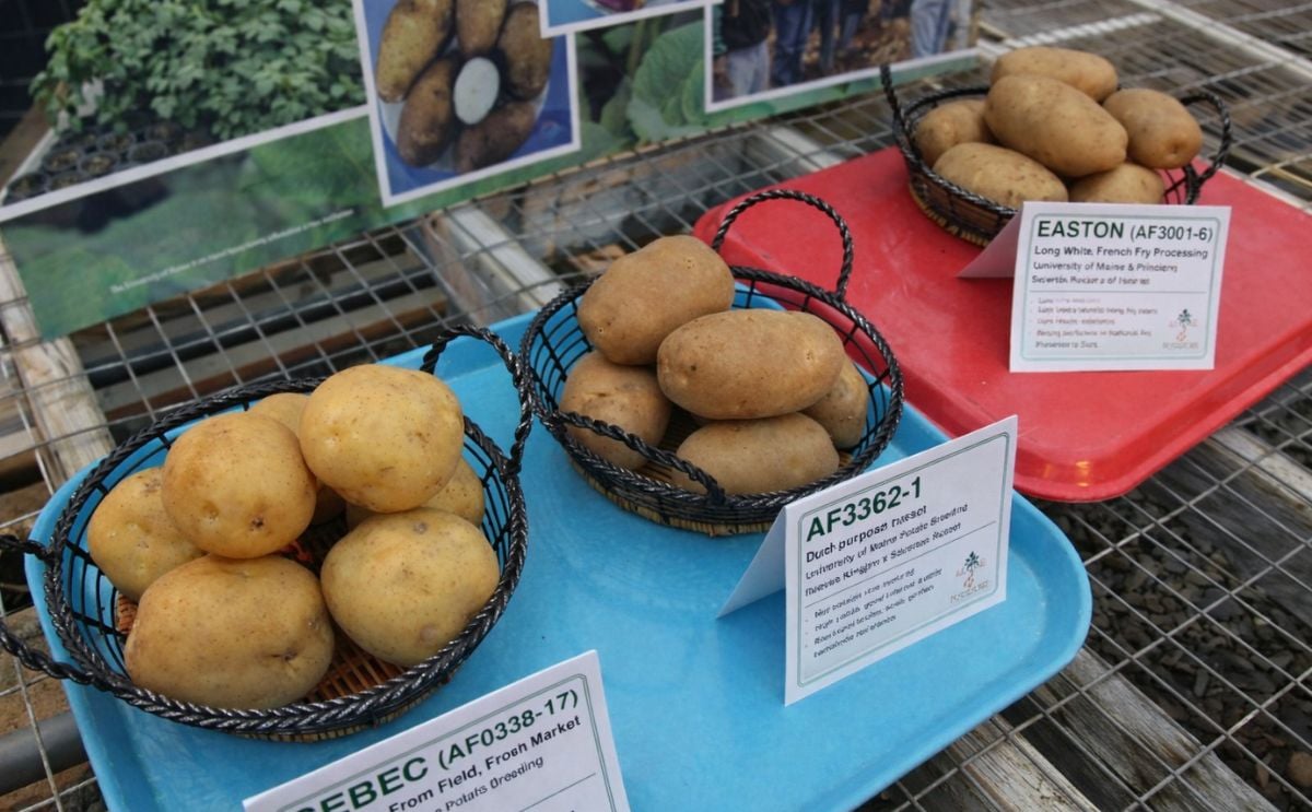 University of maine potato varieties