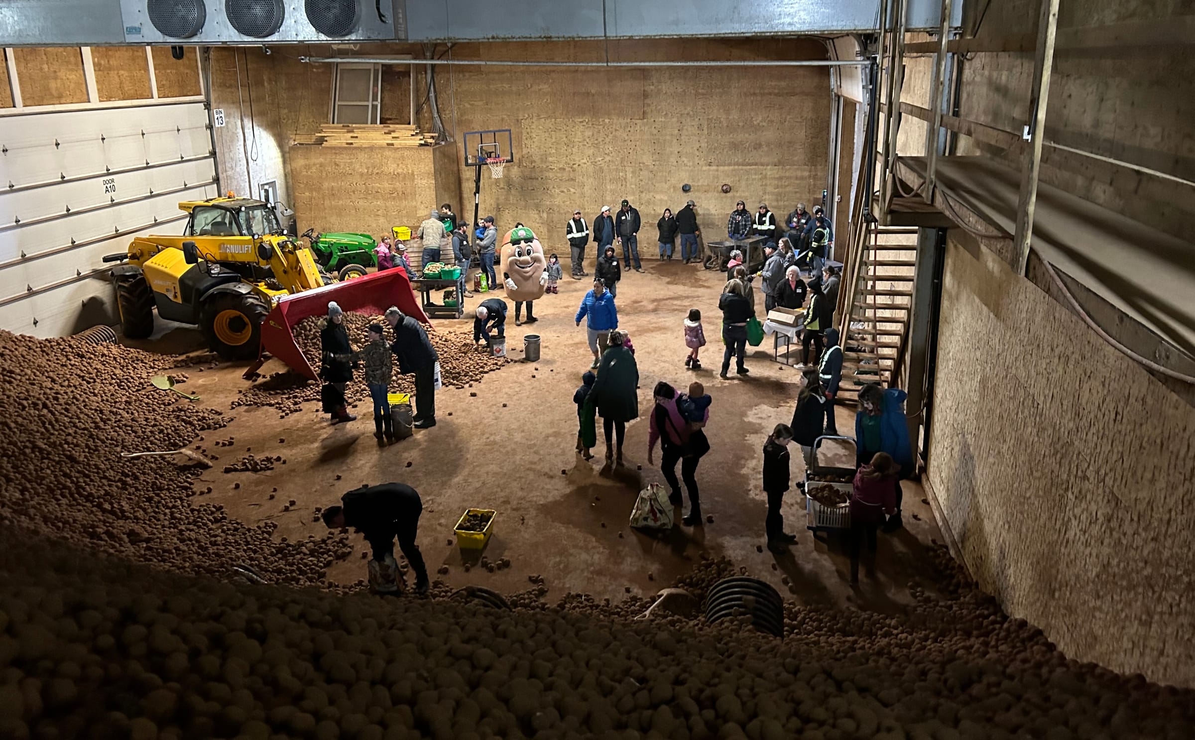 Islanders collect free potatoes