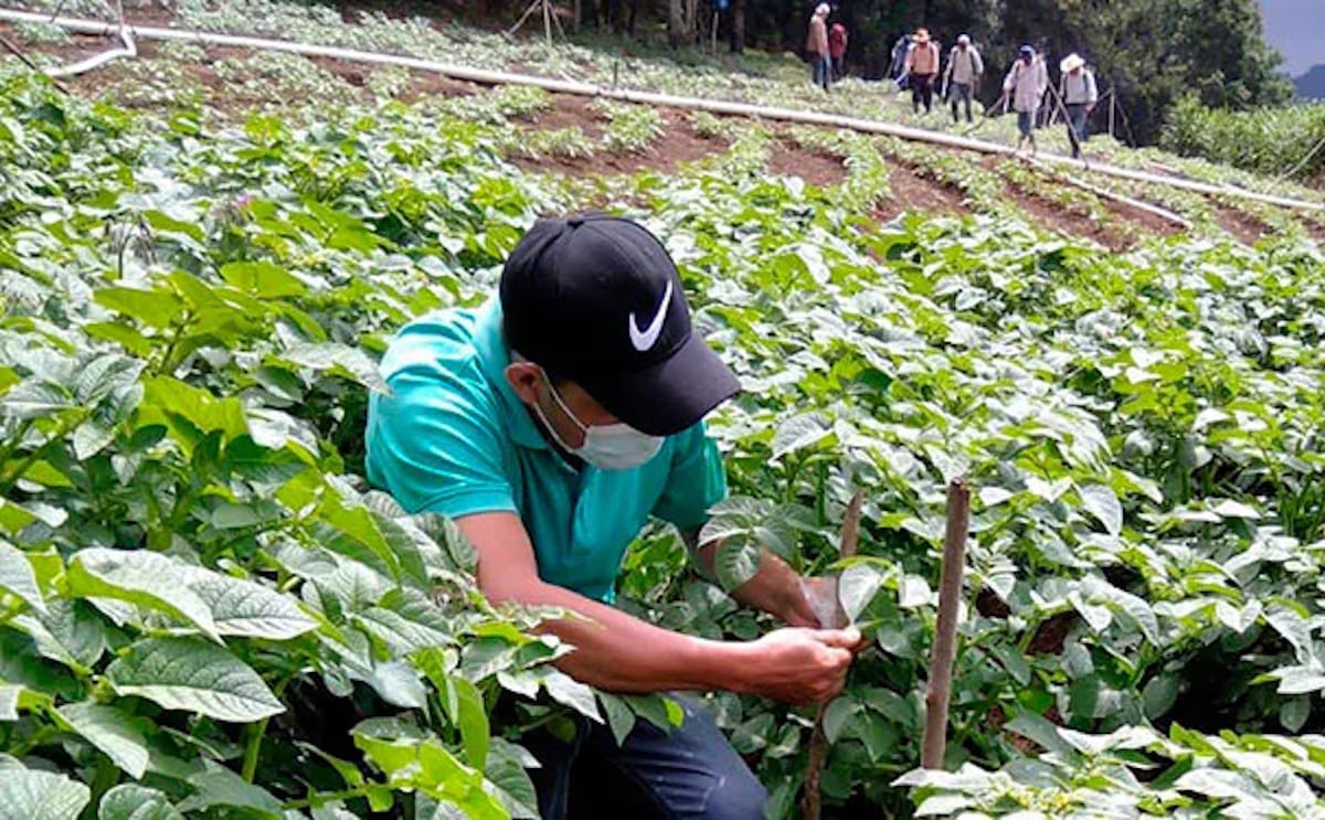 Honduras 2 nuevas variedades de papa