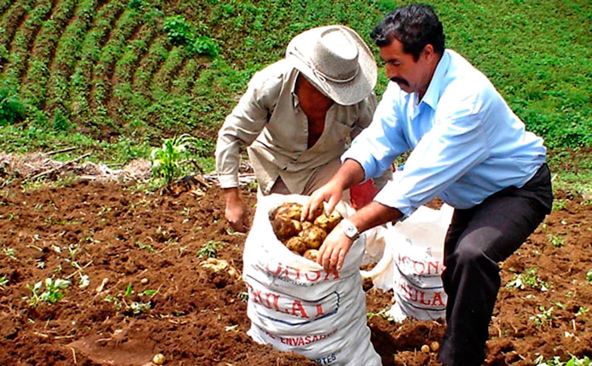 Inspeccionan papas