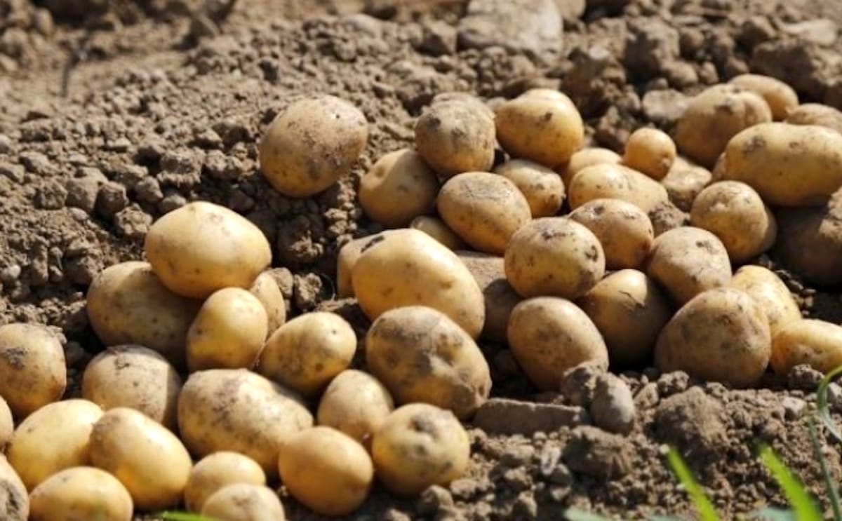 Spanish potatoes