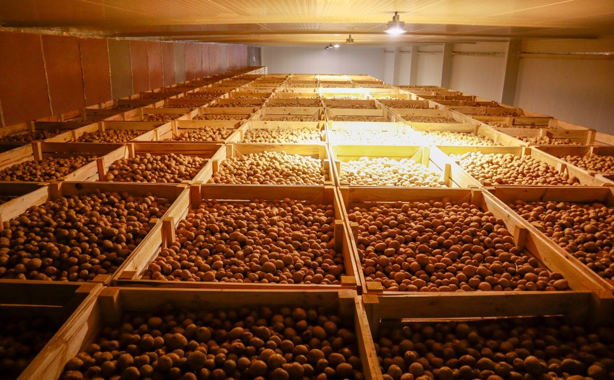 Bulk and Box Cold Storage Solutions