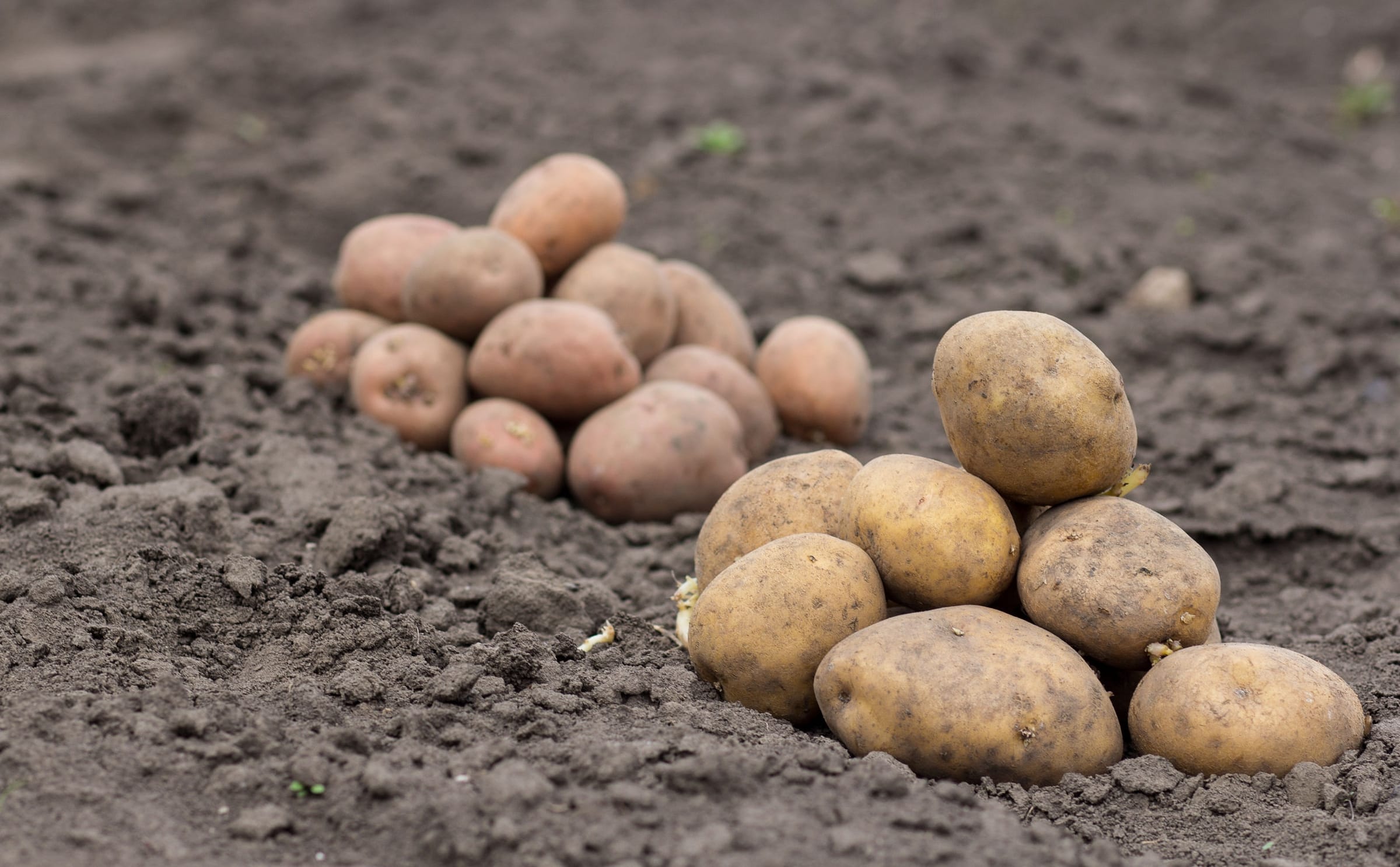 Potatoes in the field