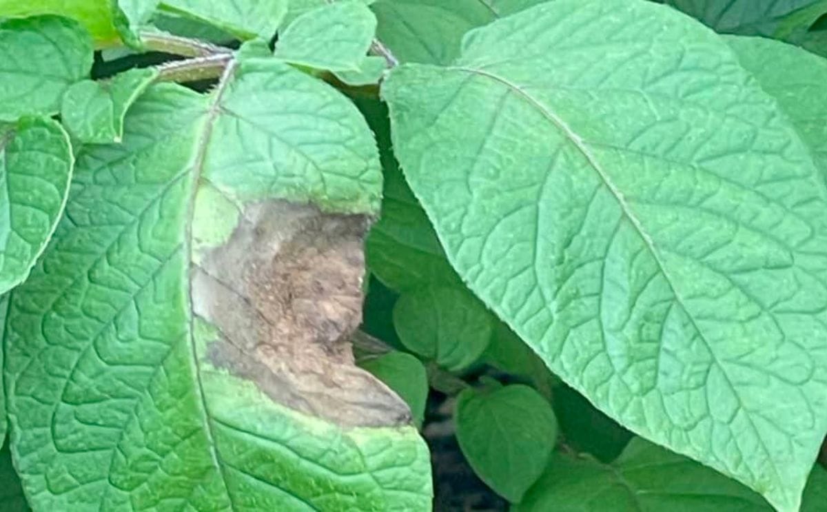 A plant in ireland with late blight disease
