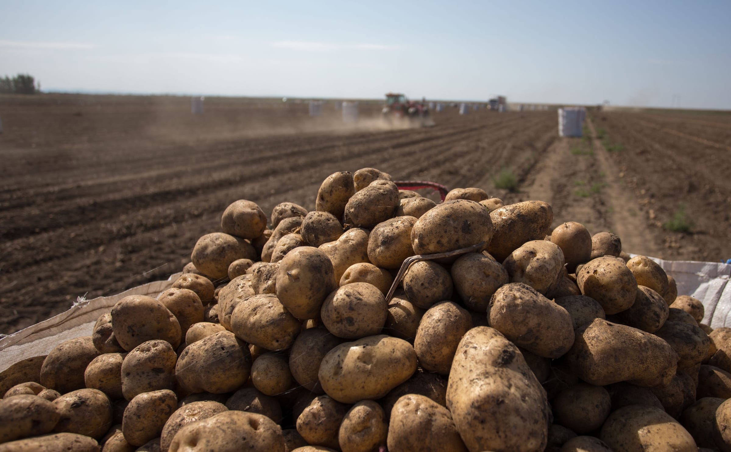 Potatoes harvesting