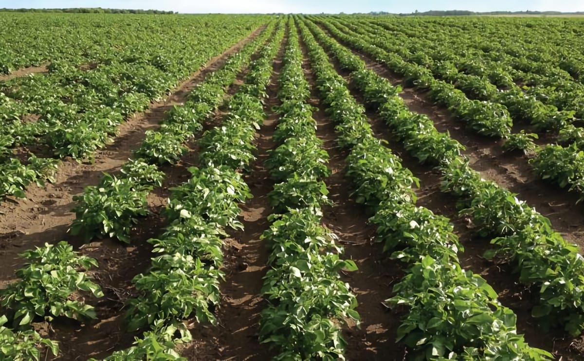 Potato field oakville produce