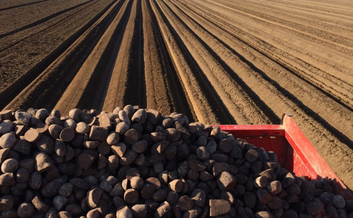 Fresh potatoes