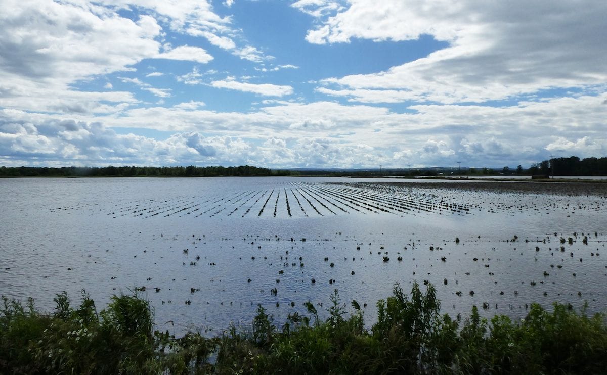 Ontario damage by heavy rains