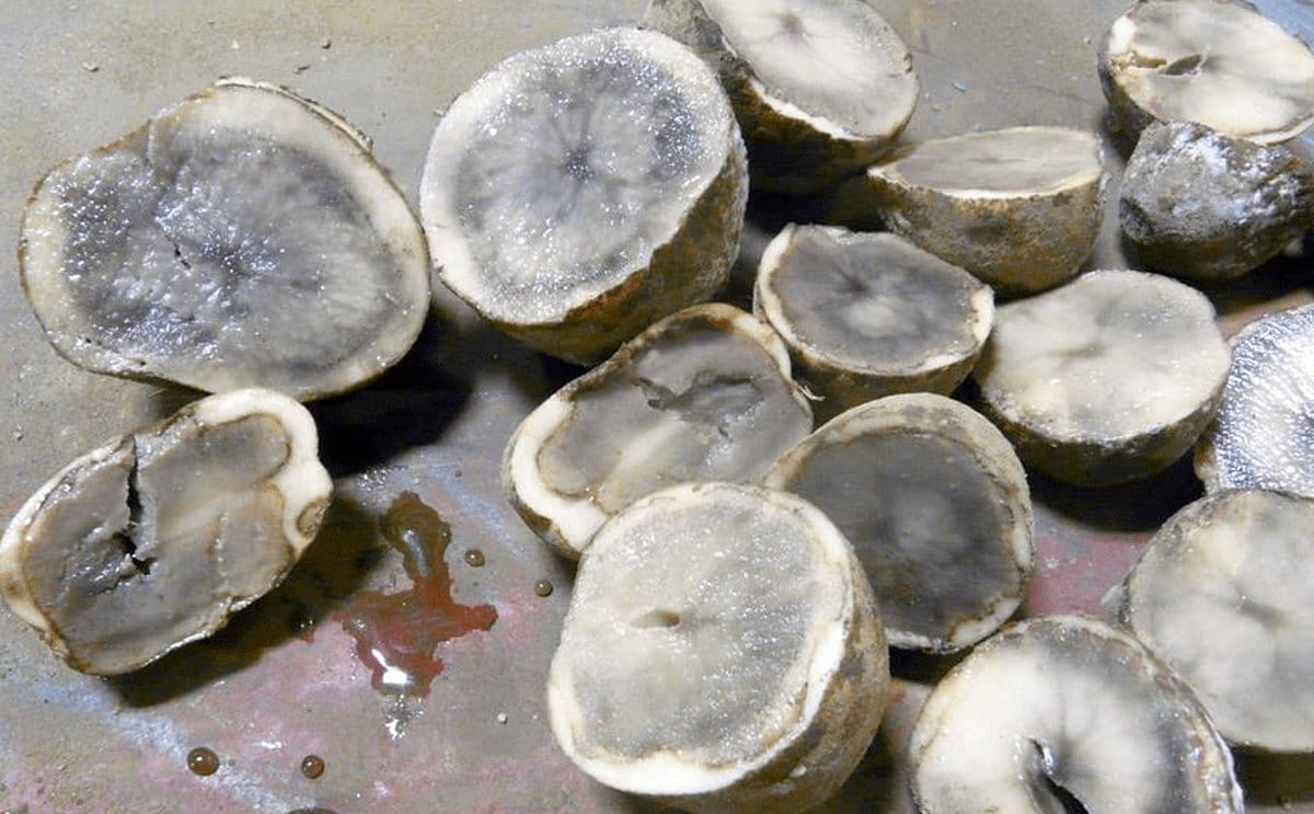 Top 5 storage diseases pythium leak