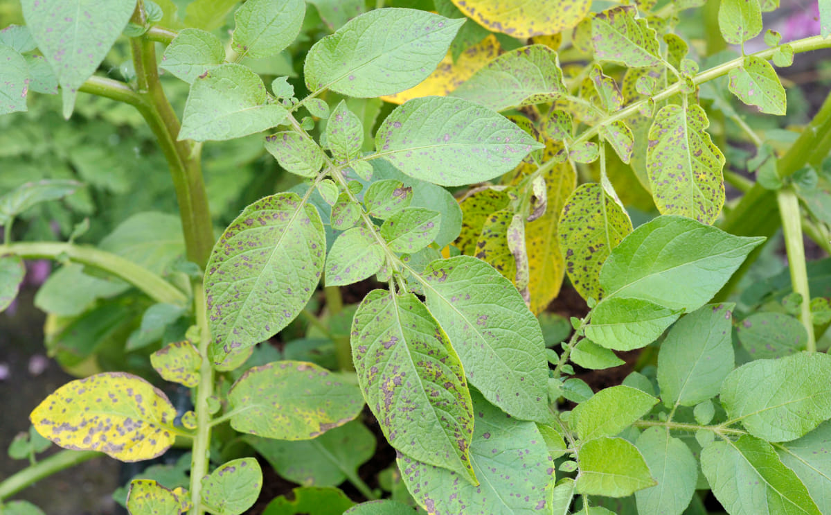 Potato late blight