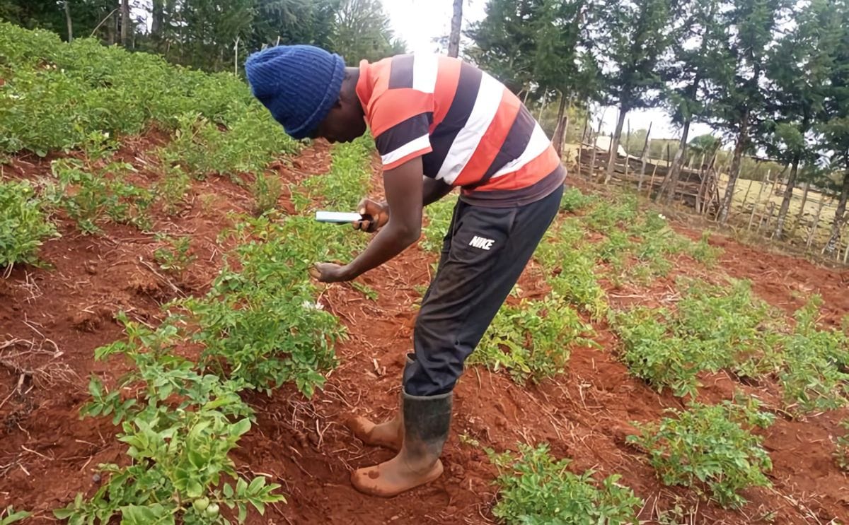 Smartphone app helps farmers control potato and sweetpotato diseases