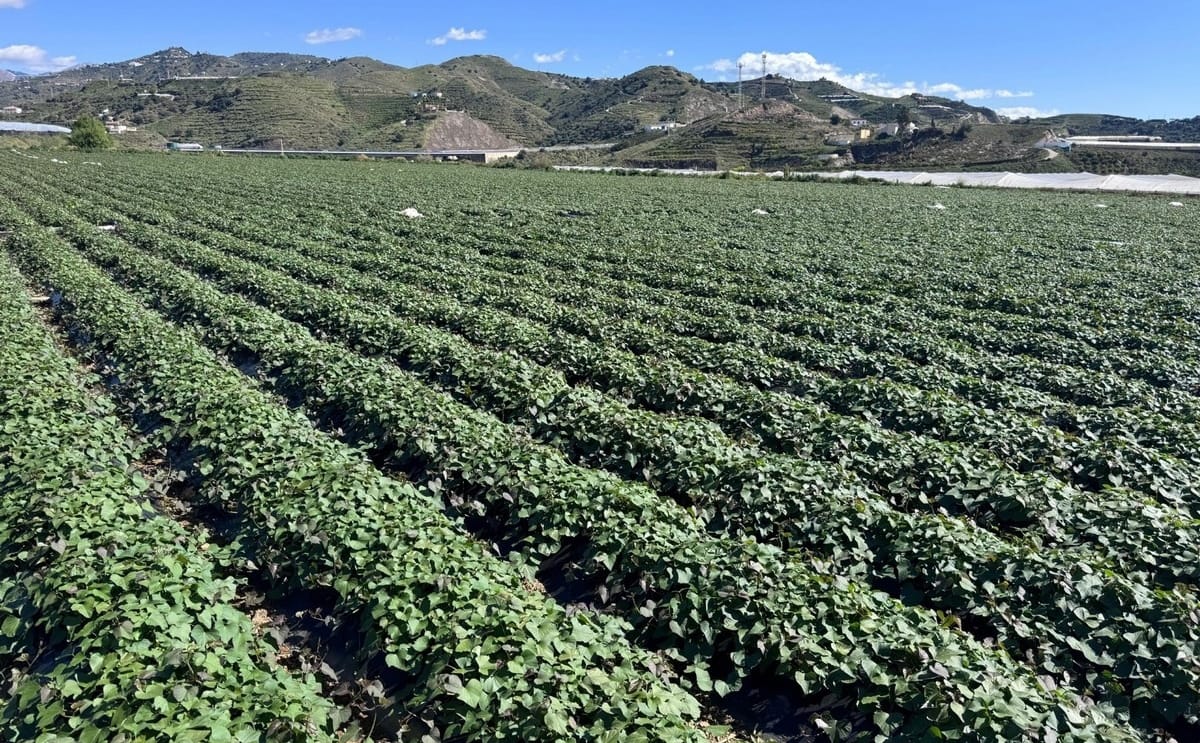 Expansive outdoor sweet potato fields