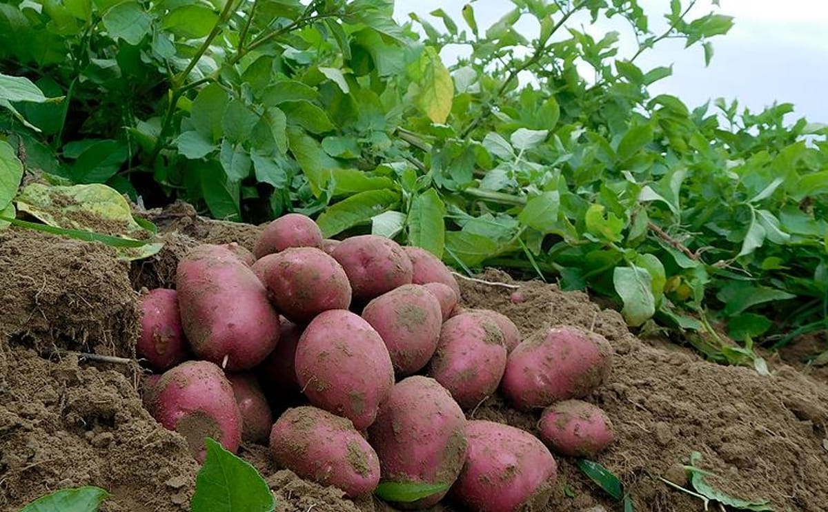 Aypotatoes