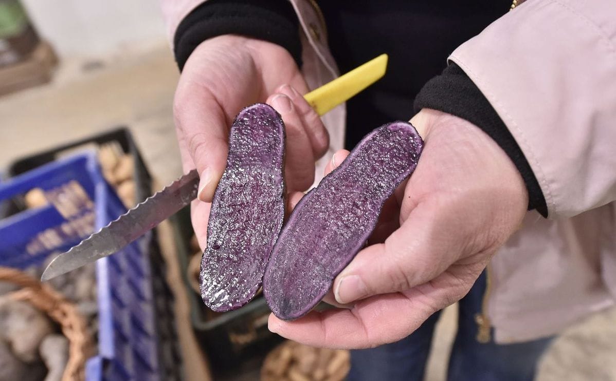 Czech potato research institute purple potato