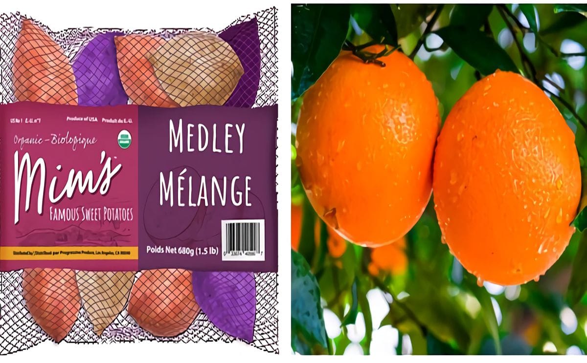 Left baby yams under the mims famous sweet potatoes line right heirloom navels