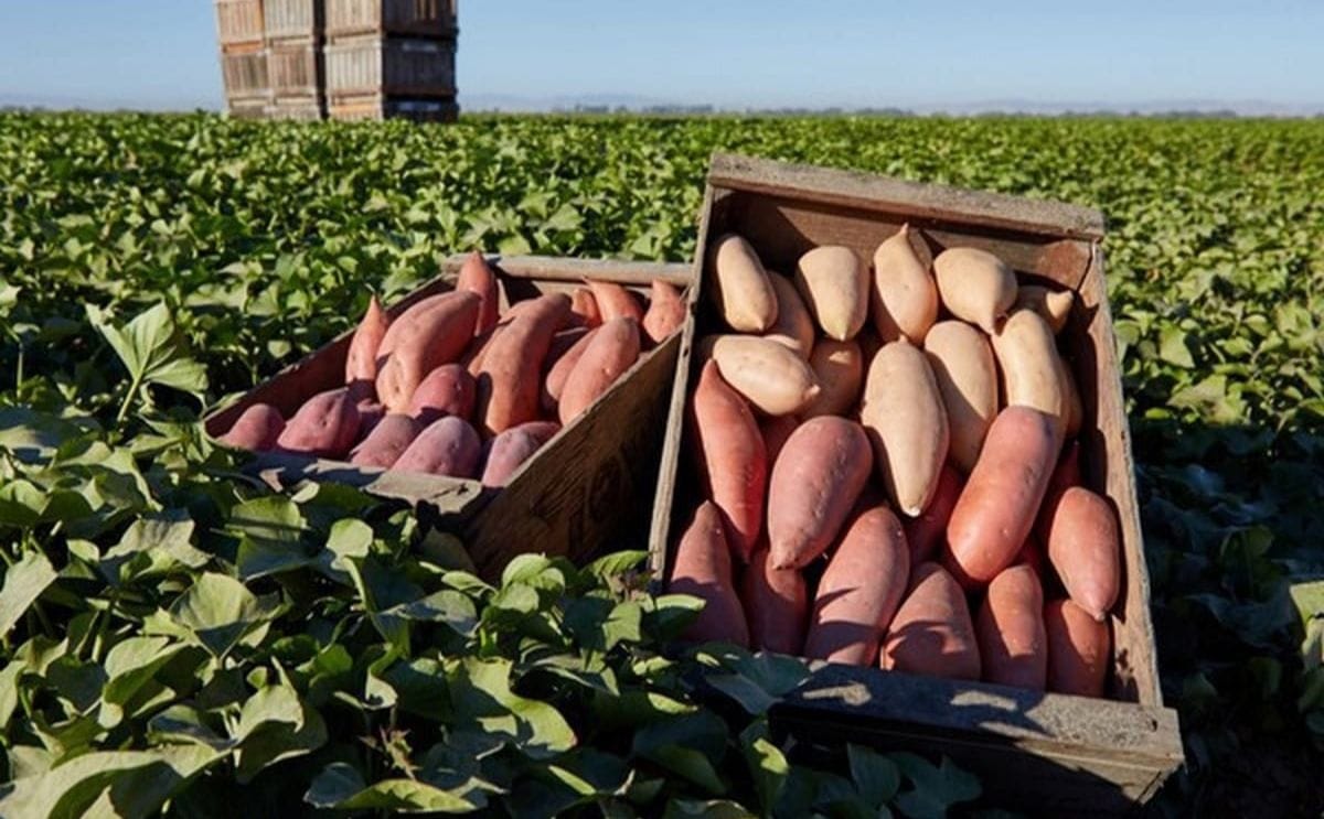Quail h sweet potatoes