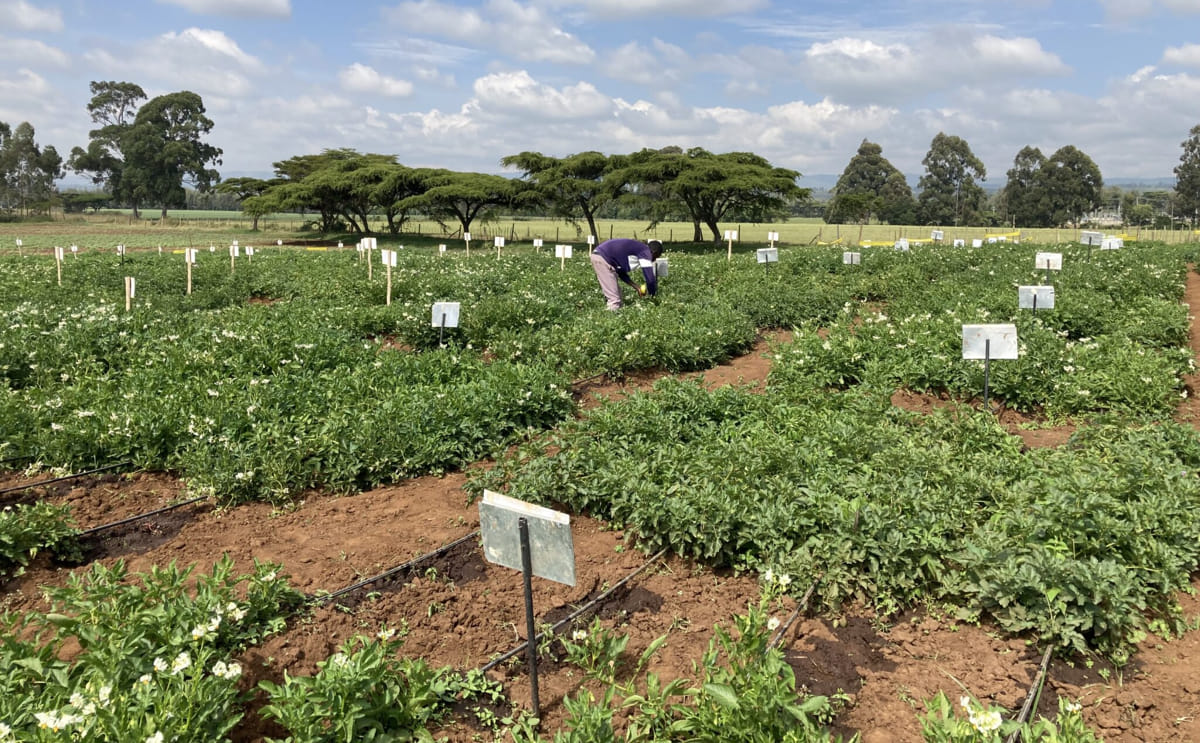 Solynta and regenz partner to bring hybrid potatoes to south africa
