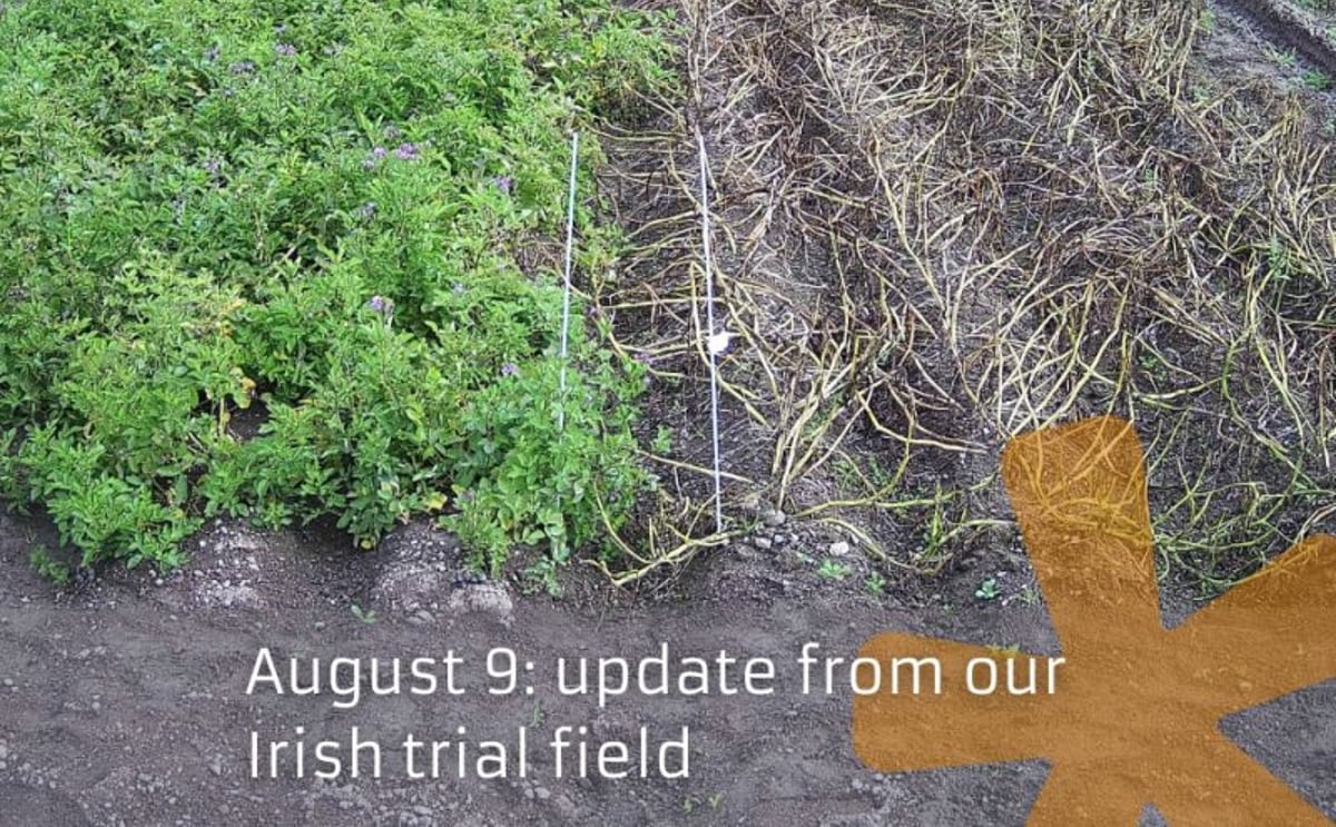 Solyntas latest hybrid potato variety