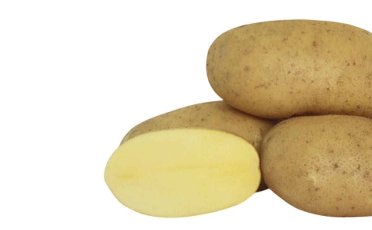 Montis Seed Potatoes
