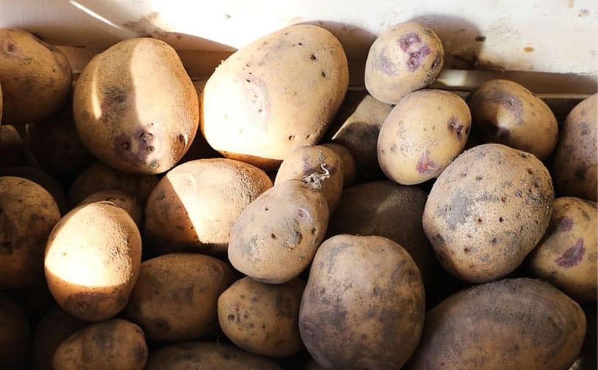Cambodia potatoes