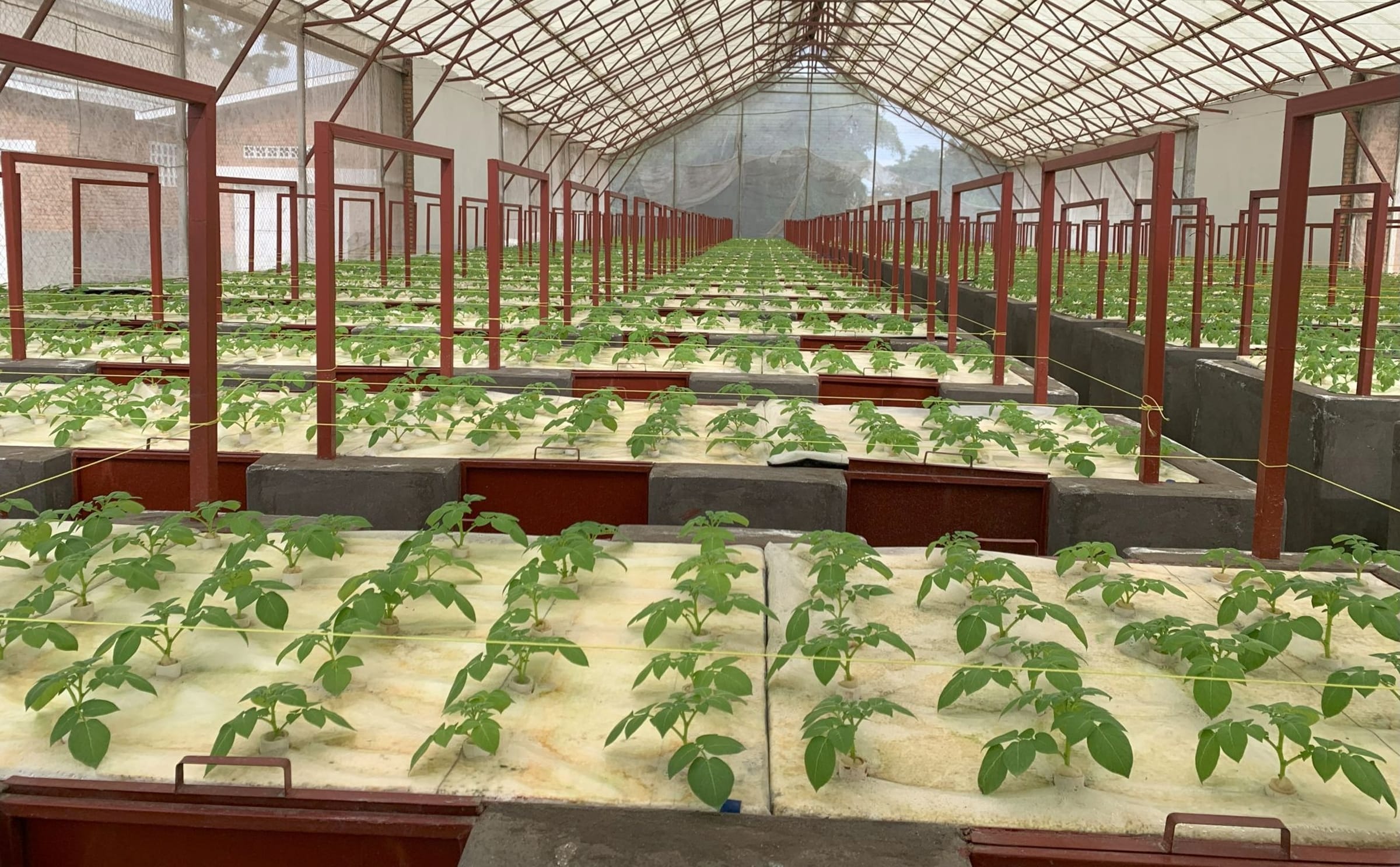 Rwanda aeroponics potato seed musanze station 1