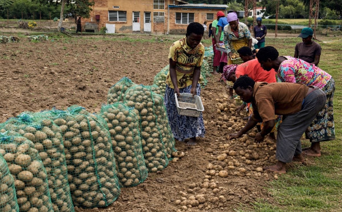 Rwanda potato varieties harvest trial