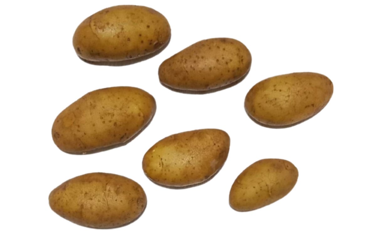 SK Agri Exports Santana