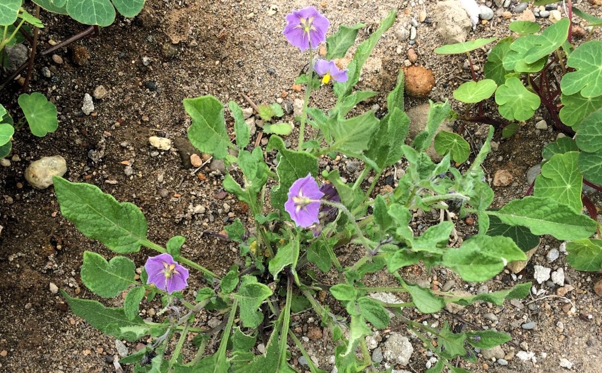 Sstoloniferum plant