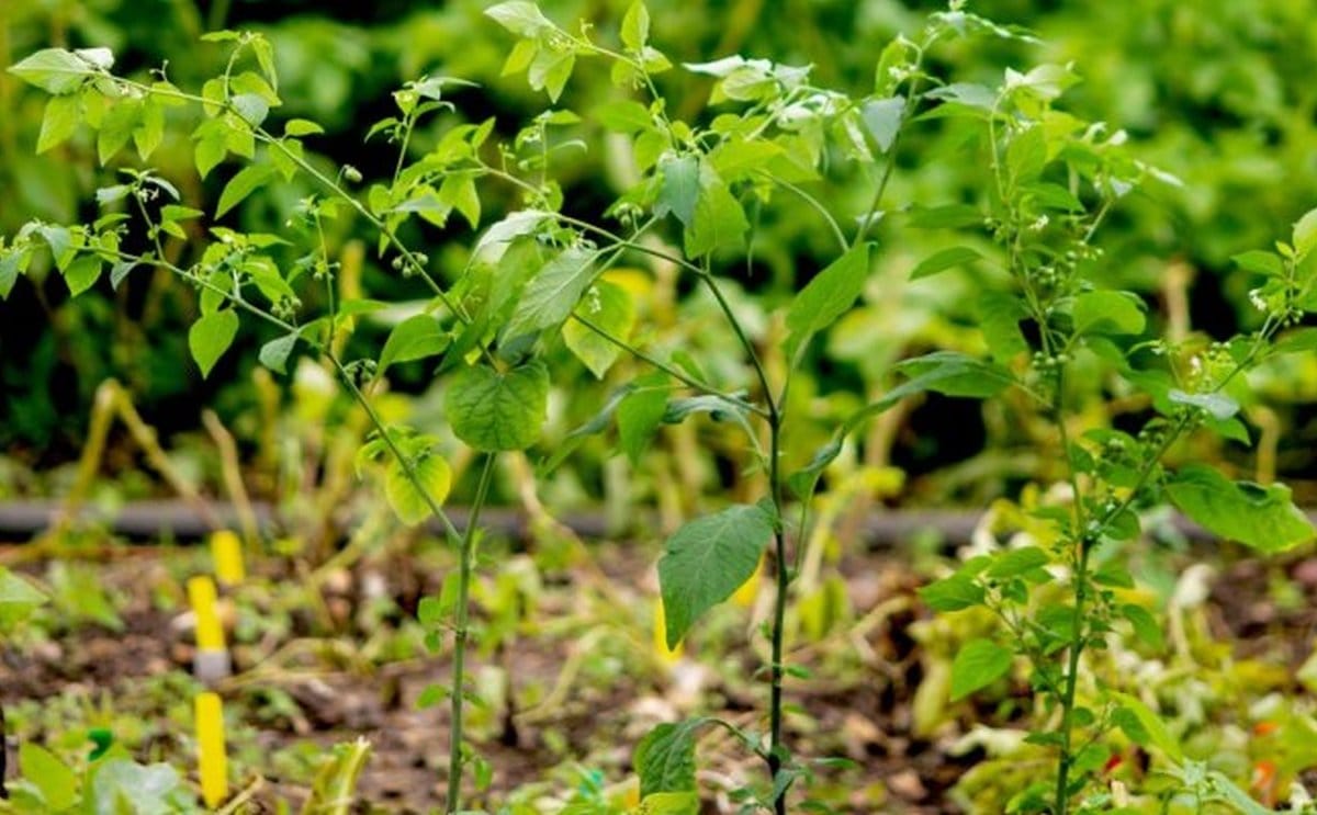 Wageningen university solanum