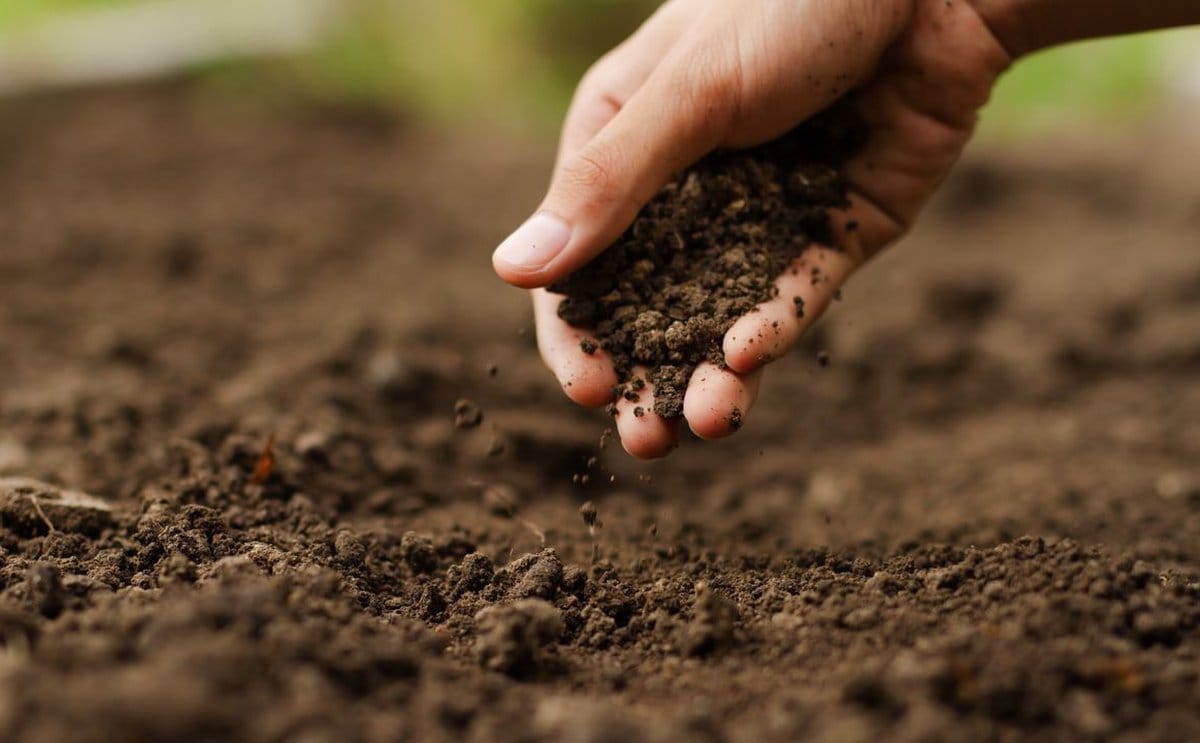 Plantar patatas de primavera