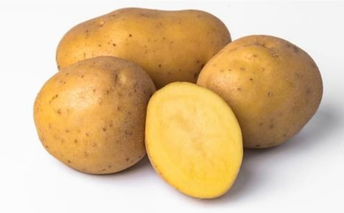 Solhy023 potato variety