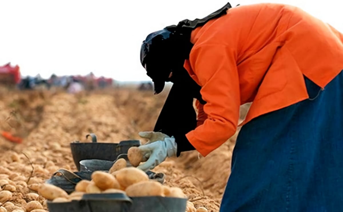 Sonac potato harvest