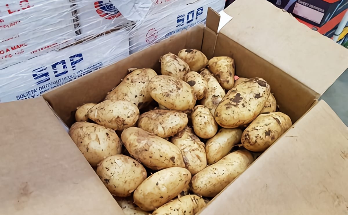 New potato