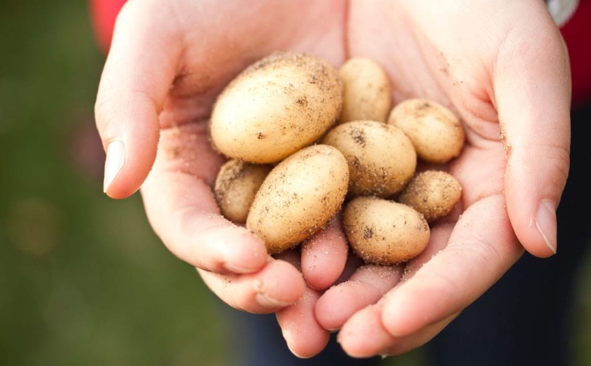 Baby potatoes farm farming