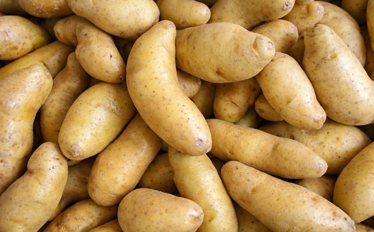 Russian fingerling