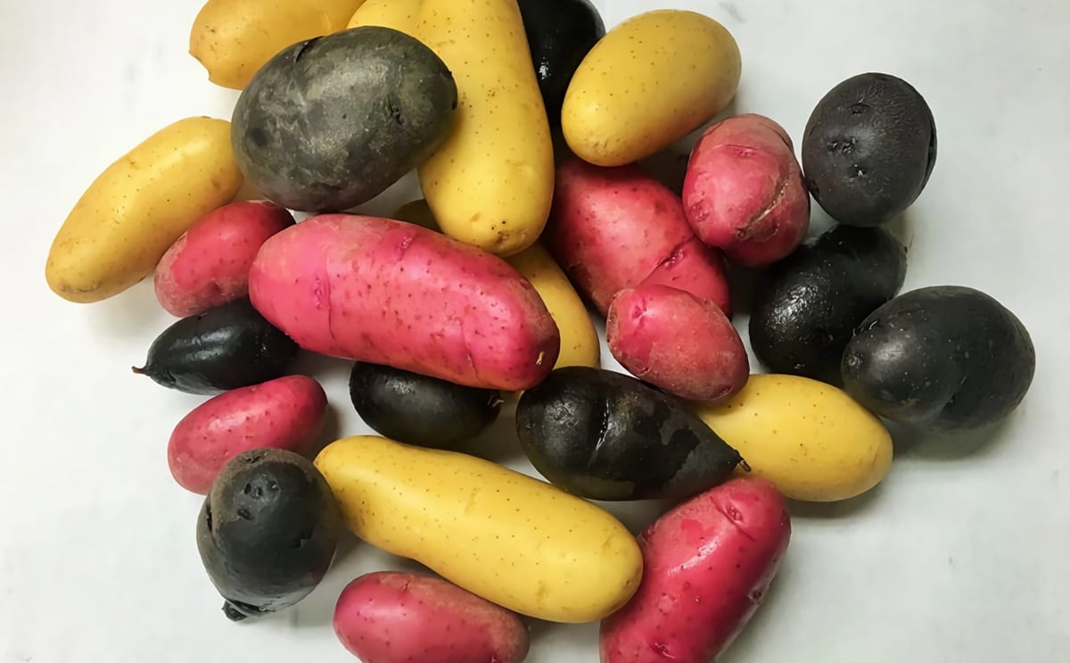 Southwind farms fingerlings