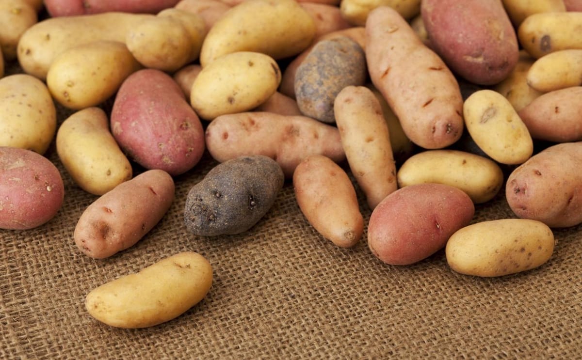 Fingerling potatoes