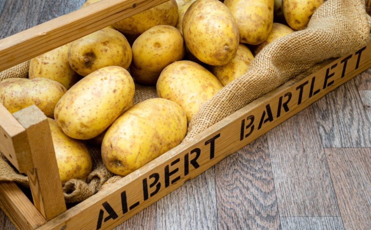 Spudlike stores acquired by albert barlett