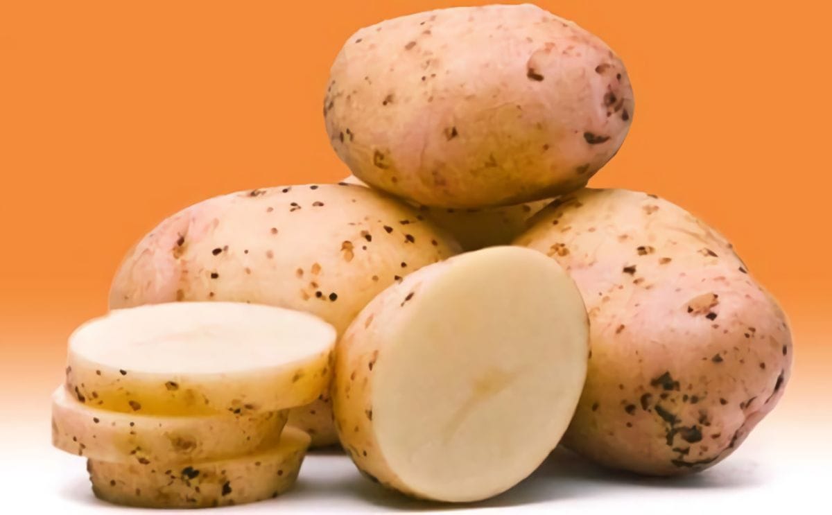 Swisspatat adds new potato variety on its list