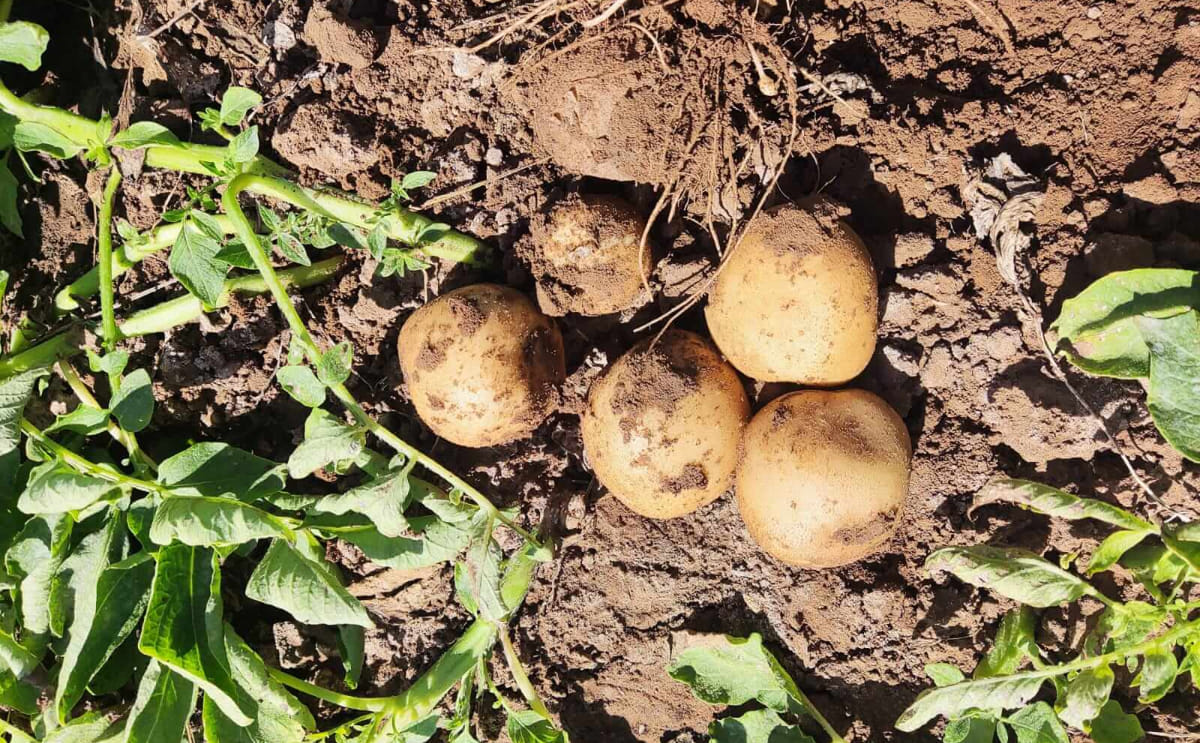 Post harvest potatos