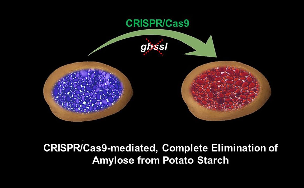 A depiction of the process for the elimination of amylose starch in a potato