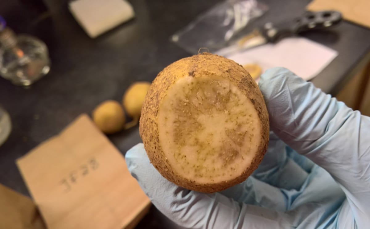 The dark stripes on infected potatoes mark zebra chip disease