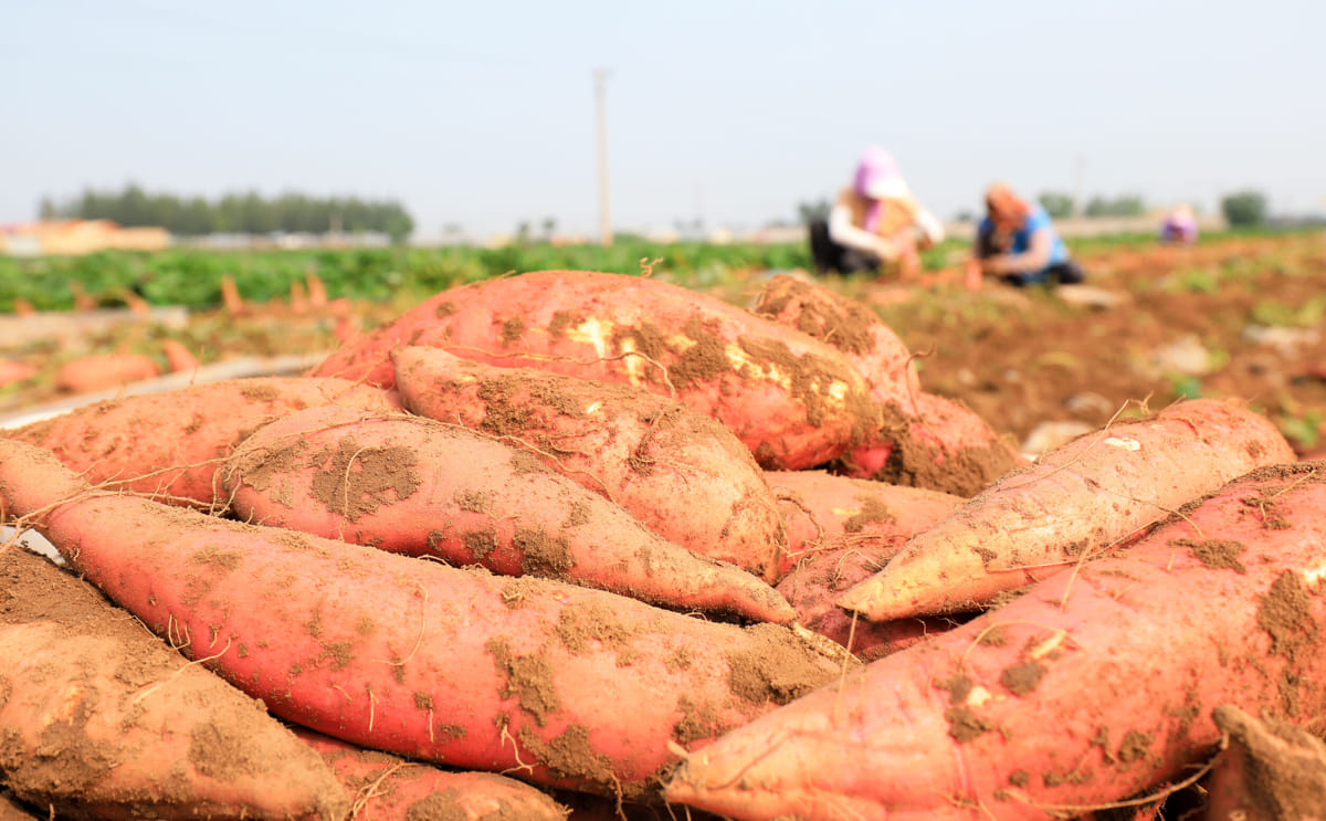 Sweet potato on the field