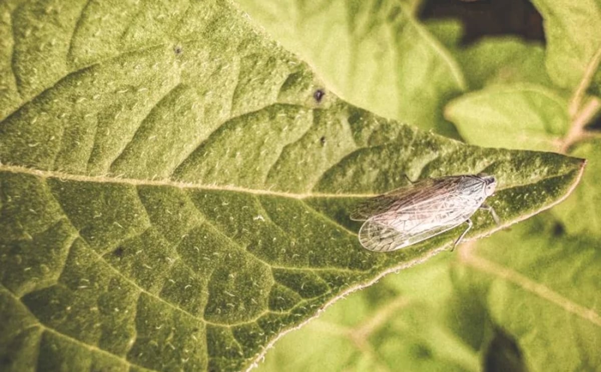 Reed glasswinged leafhopper on potato leaf