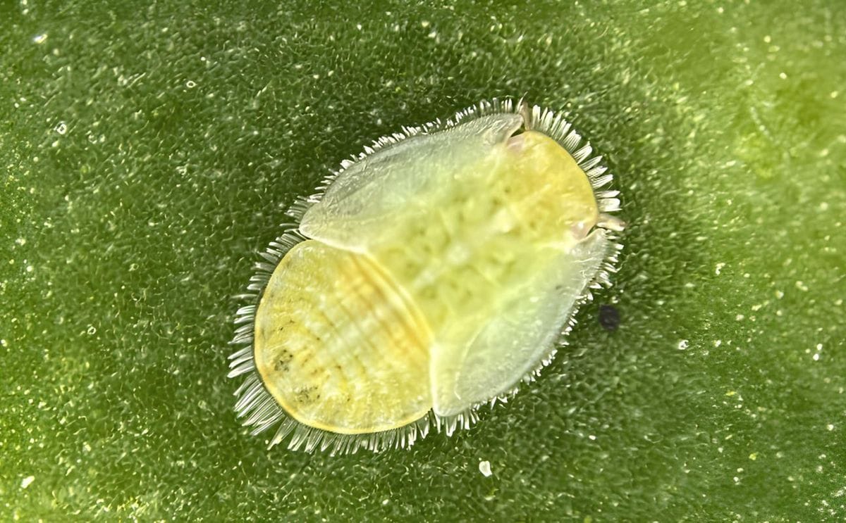Psyllid peril