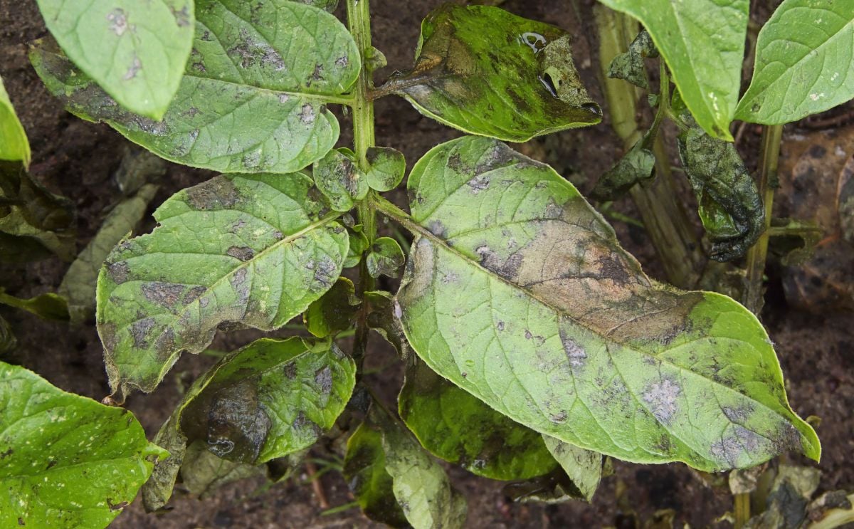 Phytophthora infestans on dore potato plant