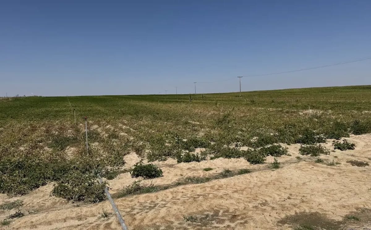 Parcela de patatas en la comarca de penaranda